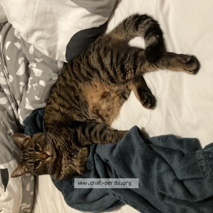 Photo 1/1 Chat retrouvé Perdu à Brest