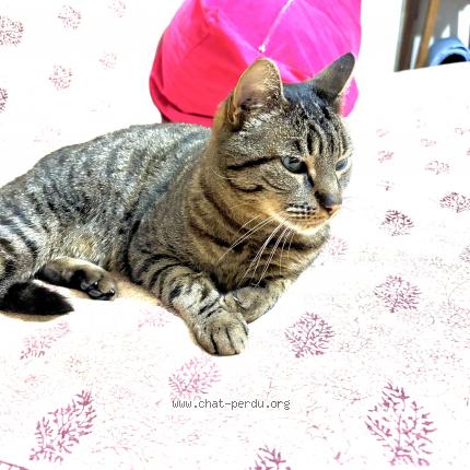 Photo de chat perdu à Chevilly Larue