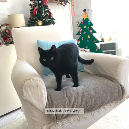 Photo de chat perdu à Draguignan