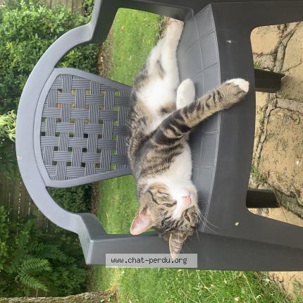 Photo de chat perdu à Sedan