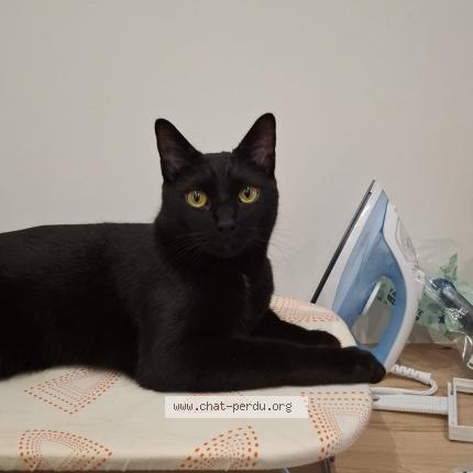 Photo de chat trouvé à Marseille