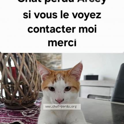 Photo de chat perdu à Arcey