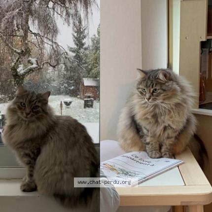 Photo 1/1 Chat retrouvé Perdu à Savigny Sur Orge