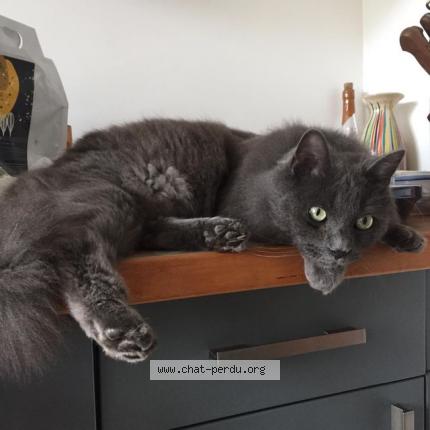 Photo 1/1 Chat retrouvé Perdu à Marennes