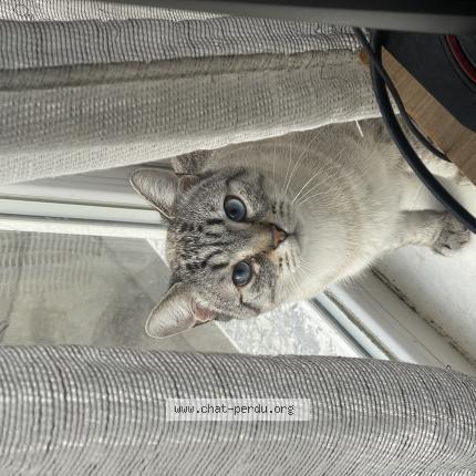 Photo de chat perdu à Grugny
