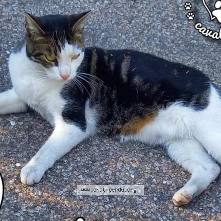 Photo 1/1 Looping Chat perdu à Schiltigheim