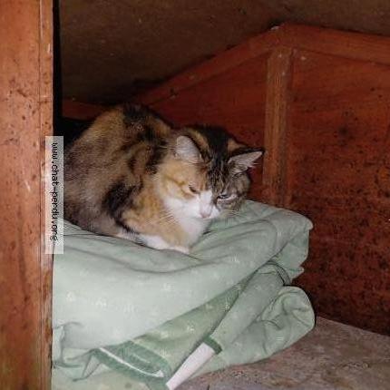 Photo 1/1 Chat retrouvé Trouvé à Auray