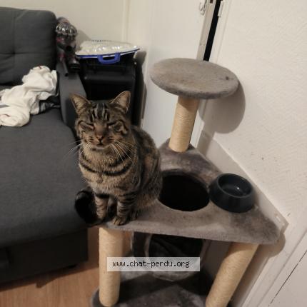 Photo de chat perdu à Souppes Sur Loing