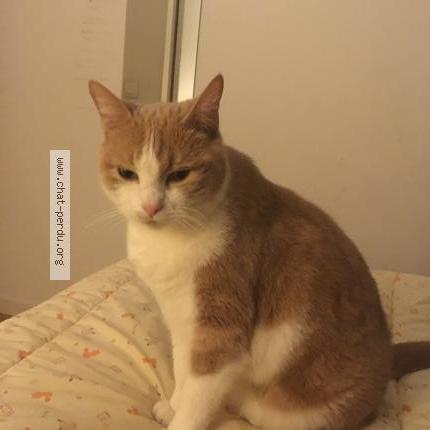 Photo 1/1 Chat retrouvé Perdu à Yzeures Sur Creuse