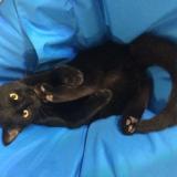 Photo de chat perdu à Le Mans