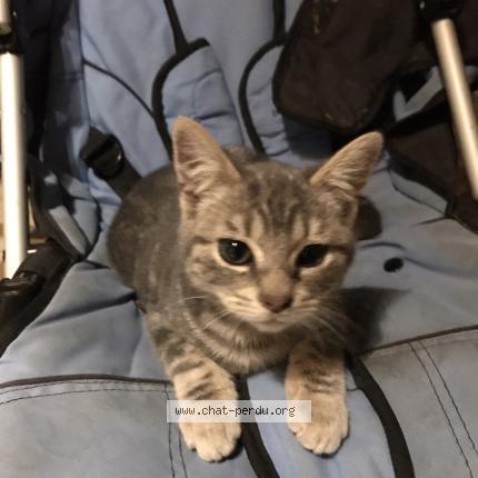 Photo de chat perdu à Fondettes