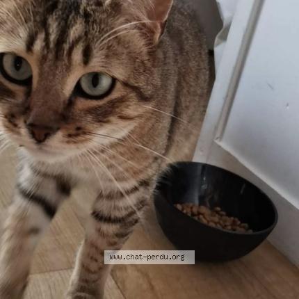Photo de chat perdu à Neuilly Sur Marne
