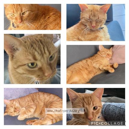 Photo 1/1 Chat retrouvé Perdu à Sainte Feyre