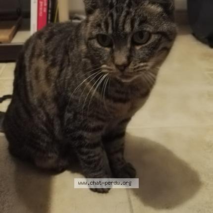 Photo 1/1 Chat retrouvé Perdu à Villemeux sur eure