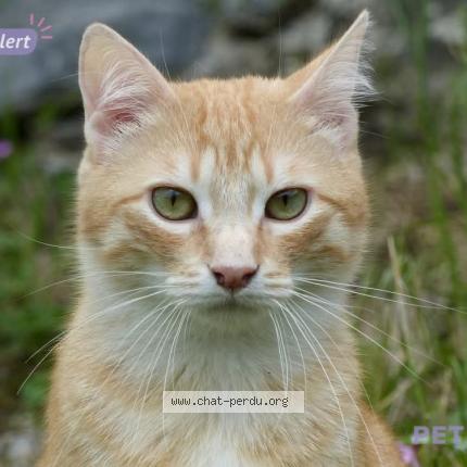 Photo 1/1 Weasley Chat perdu à Bagneres de bigorre