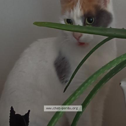 Photo de chat perdu à Capbreton