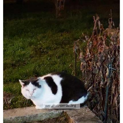 Photo de chat perdu à Frapelle
