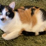 Photo de chat perdu à Northmead