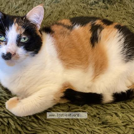 Photo 1/1 Sydney Chat perdu à Northmead