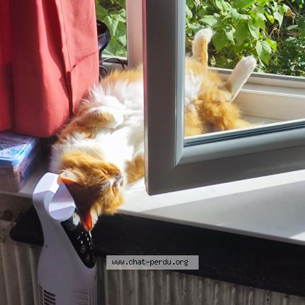 Photo de chat perdu à Frontonas