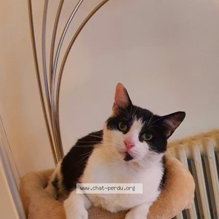 Photo de chat perdu à Montigny Les Cormeilles