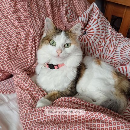 Photo de chat perdu à Saint Cyr Sur Loire