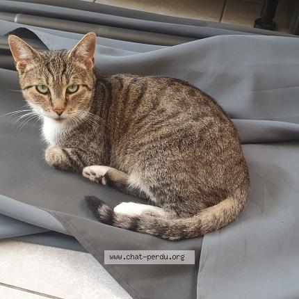 Photo de chat perdu à Valenciennes