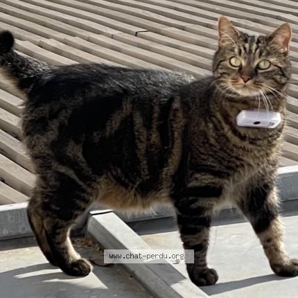 Photo de chat perdu à Champignys Ur Marne
