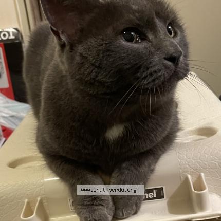 Photo de chat trouvé à Atlantheix