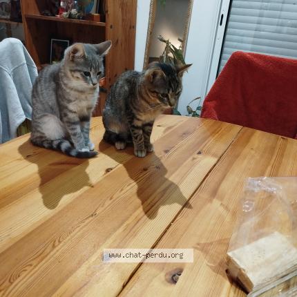 Photo de chat perdu à Lizac