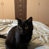 Photo de chat perdu à Vincennes