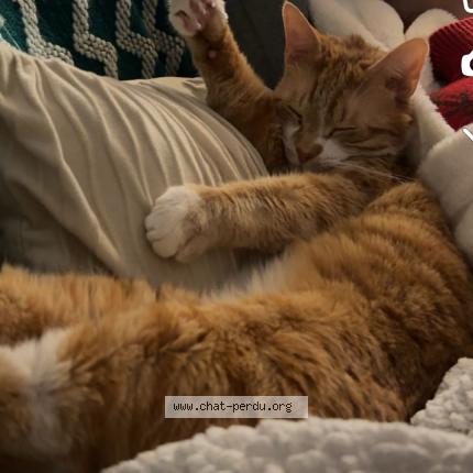 Photo de chat perdu à Langueux