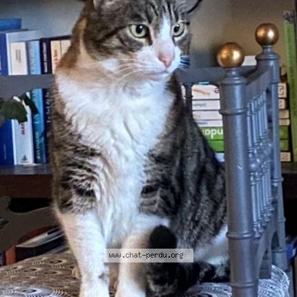 Photo de chat perdu à Cabries