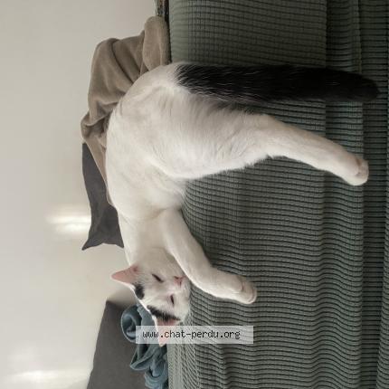 Photo de chat perdu à Marseille