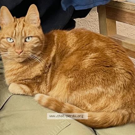 Photo de chat perdu à Champigny Sur Marne