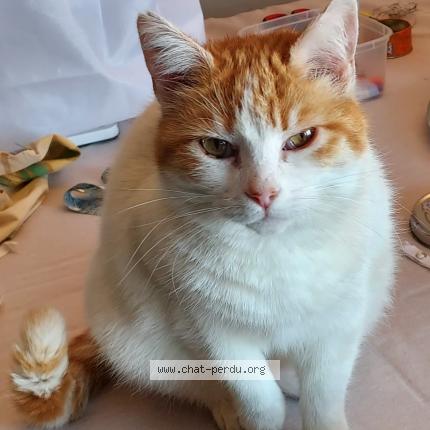 Photo de chat perdu à La Reole