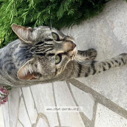 Photo 1/1 Chat retrouvé Perdu à Les ponts de ce