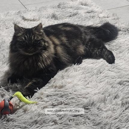 Photo de chat perdu à Saint Maixent L Ecole
