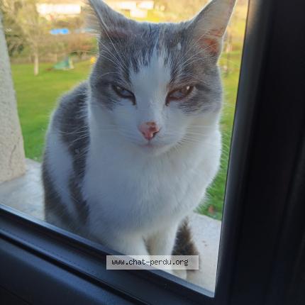 Photo de chat perdu à Saint Vaury