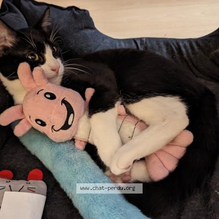 Photo 1/1 Chat retrouvé Perdu à Eragny