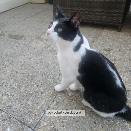 Photo de chat perdu à Bailly Romainvillier