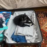 Photo de chat perdu à Montval Sur Loir