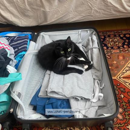 Photo 1/1 Chat retrouvé Perdu à Montval sur loir