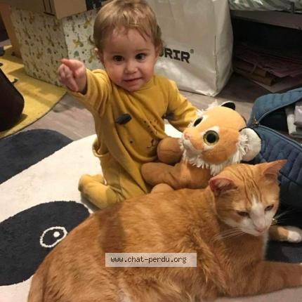 Photo de chat perdu à Venissieux