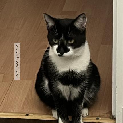 Photo de chat perdu à Tremblay En France
