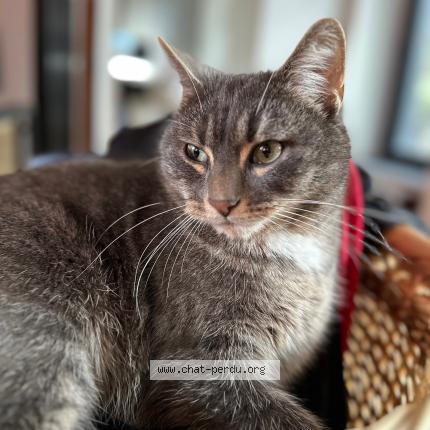 Photo 1/1 Chat retrouvé Perdu à Chartres