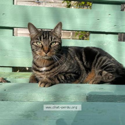 Photo de chat perdu à Saint Barthelemy D Anjou