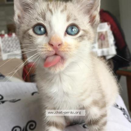Photo de chat perdu à Eysines