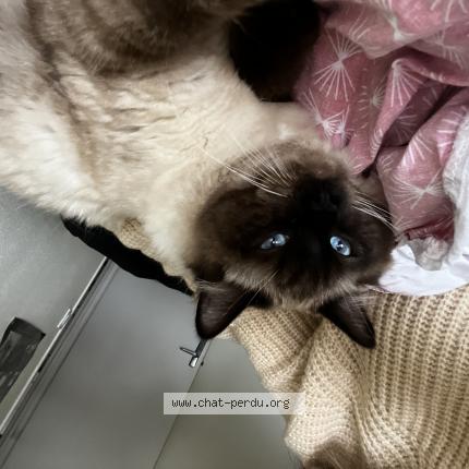 Photo 1/1 Chat retrouvé Perdu à Montreuil juigne