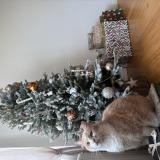 Photo de chat perdu à Coulaines